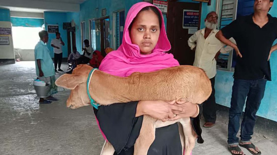 ঝালকাঠিতে ‘চাঁদা’ হিসেবে গরু নিয়ে গেলেন স্বেচ্ছাসেবক দলের কর্মী, বাছুর নিয়ে আদালতে ভুক্তভোগী